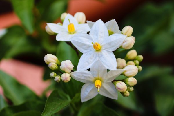 Jasmine Oil